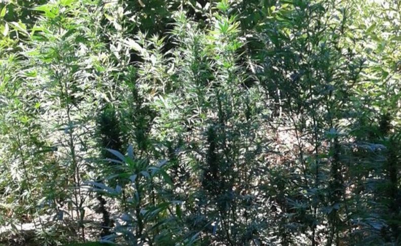 İzmir'de jandarmadan zehir evine baskın